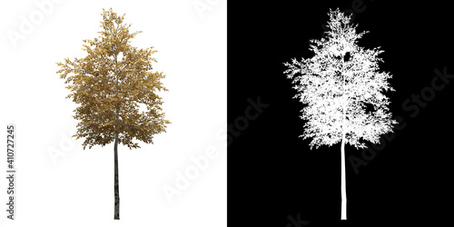 Fotografie, Obraz Front view of Silver Birch Tree