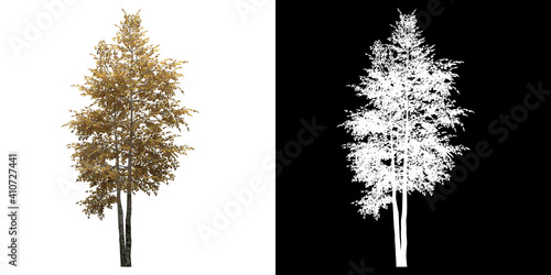 Left view of Silver Birch Tree. PNG with alpha channel to cutout. Made from 3D model for compositing.