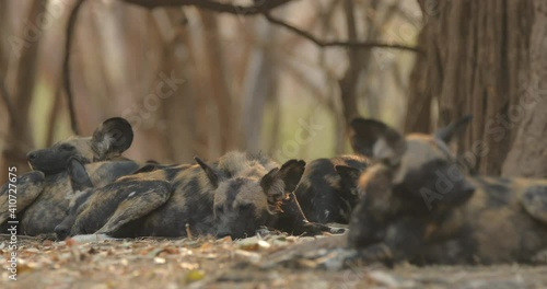 Wild dog, pack walking in the forest, Okavango detla, Botswana in Africa. Dangerous spotted animal with big ears. Hunting painted dog on African safari. Wildlife scene from nature, painted wolfs. photo