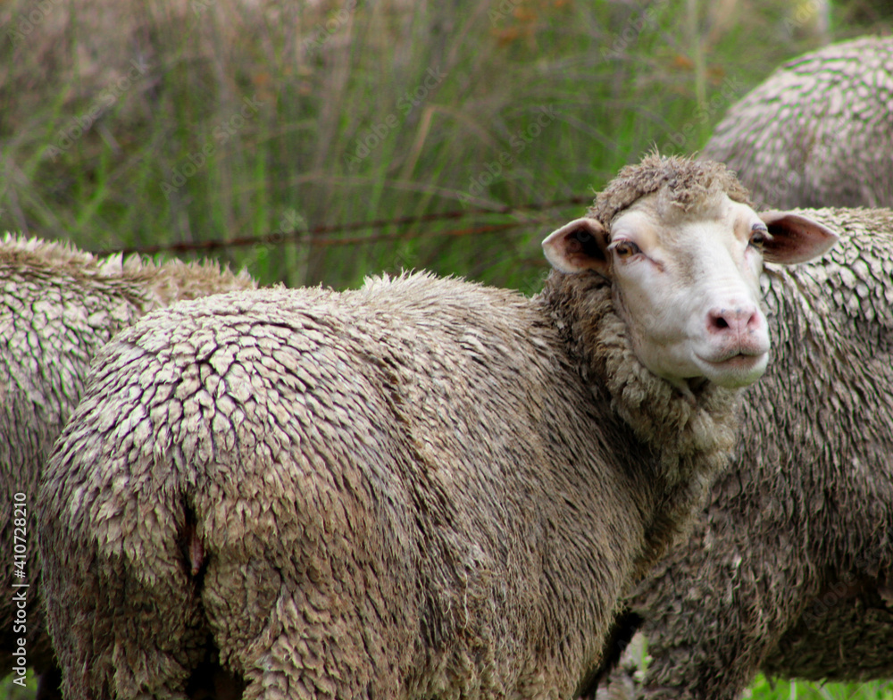 Naklejka premium Sheep that calls you close