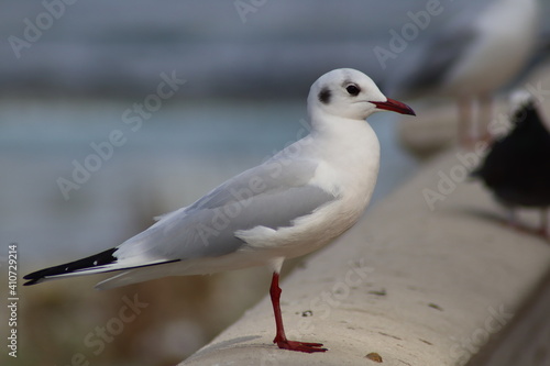 seagull on the beach