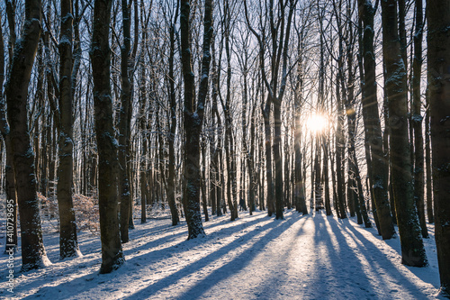 Winter in Pollok Country Park, Glasgow, Scotland, with the sun shining through the trees in local woodlands. photo