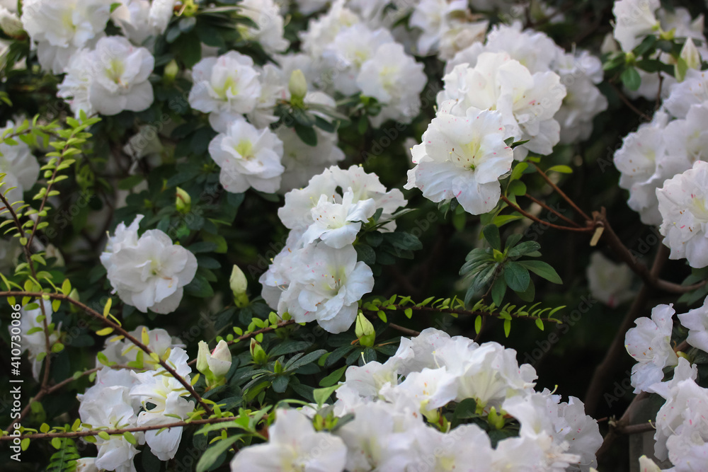 White azaleas, rhododendron tree with tender flowers, springtime in the botanical garden. Bush in bloom. Place for text. White azaleas, rhododendron tree with tender flowers, springtime in the botanical garden. Bush in bloom. Place for text.