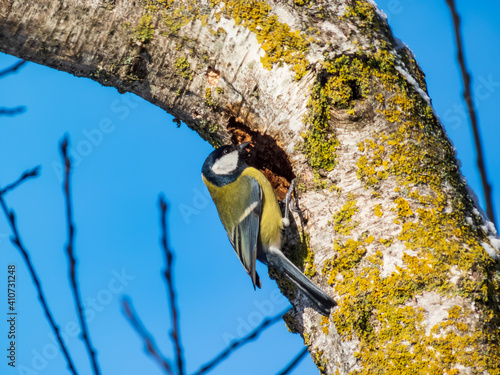 Songbird Great tit looking for insects in tree trunk cavity