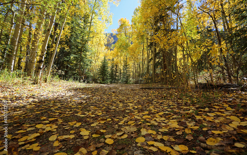 Autumn ground - Colorado, Rocky Mountains