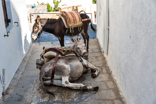 Fallen tourist Donkey