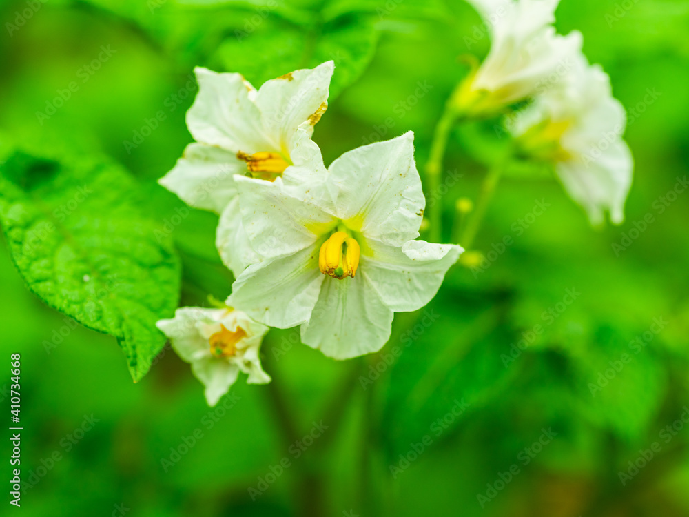 Fototapeta premium White flowers on the bushes of young potatoes close up