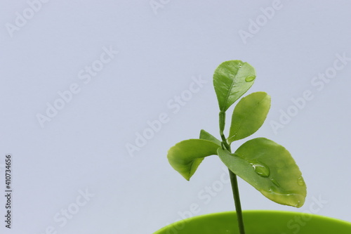 Water drops on green leaves of a plant. © Libor