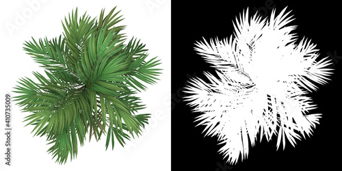 Top view of Golden Cane Palm Tree. PNG with alpha channel to cutout. Made from 3D model for compositing.	