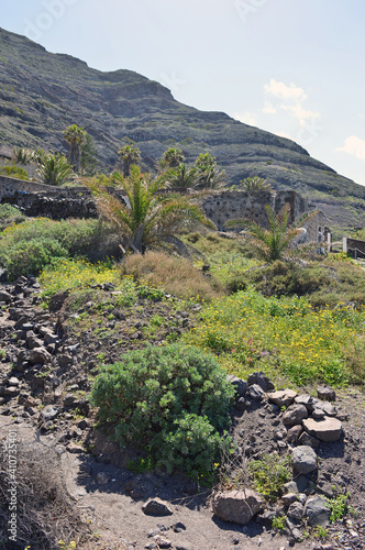 palm trees in the mountains