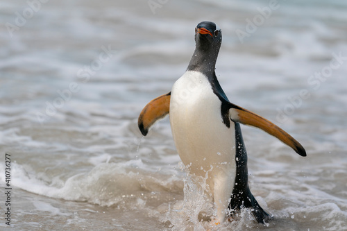 The gentoo penguin (Pygoscelis papua)