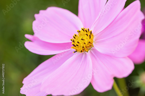 Close up pink cosmos flowers in the garden