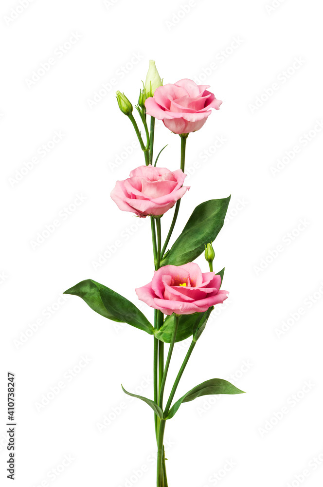 Beautiful eustoma flower isolated on white Beautiful eustoma flower isolated on white