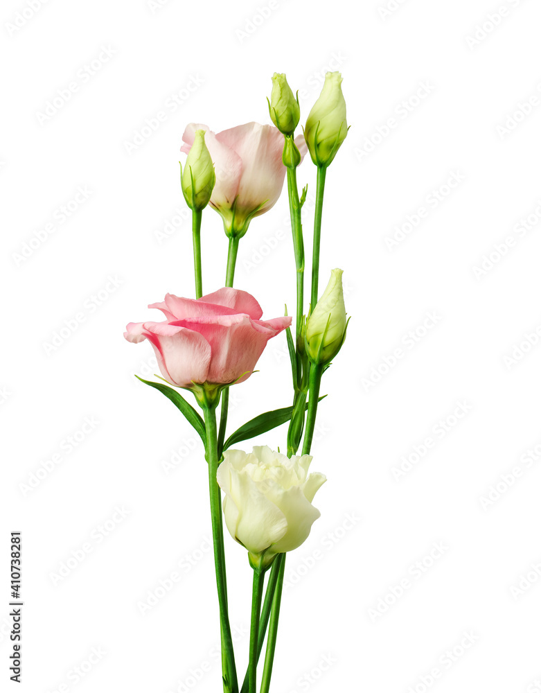 Beautiful eustoma flower isolated on white Beautiful eustoma flower isolated on white