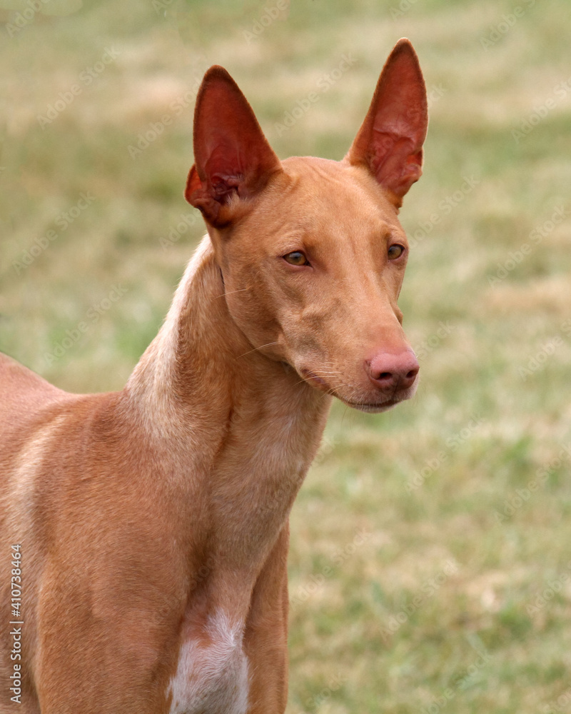 Pharaoh Hound Pharaoh Hound