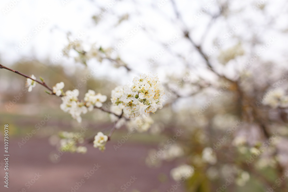 Blooming cherry blossoms close-up. Spring joyous mood. Blooming cherry blossoms close-up. Spring joyous mood.