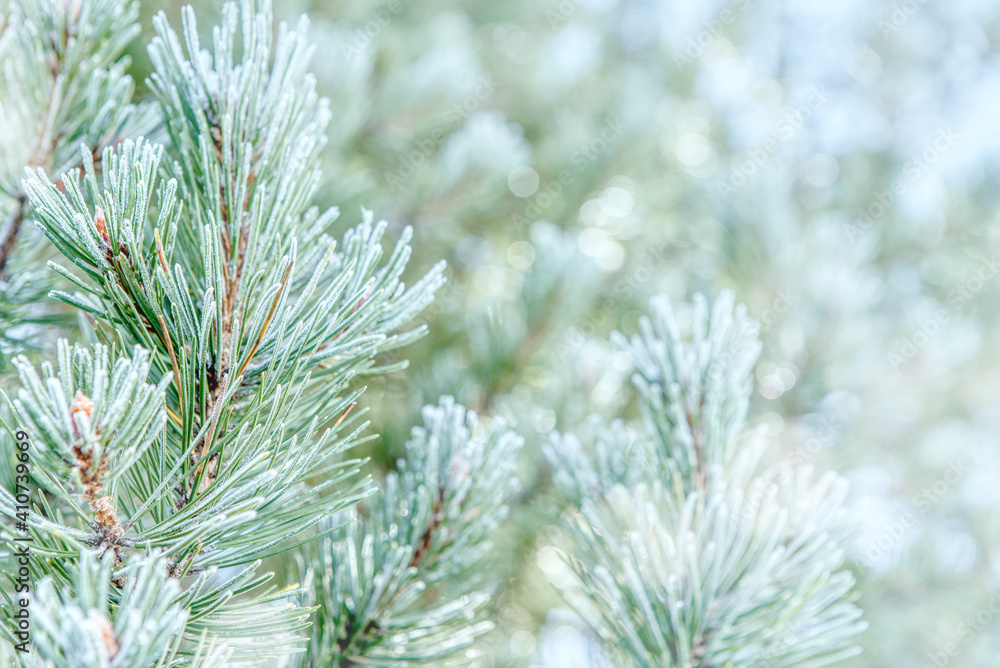Pine branches in the frost. Winter background with snowy pine tree branches. Beauty in nature Pine branches in the frost. Winter background with snowy pine tree branches. Beauty in nature