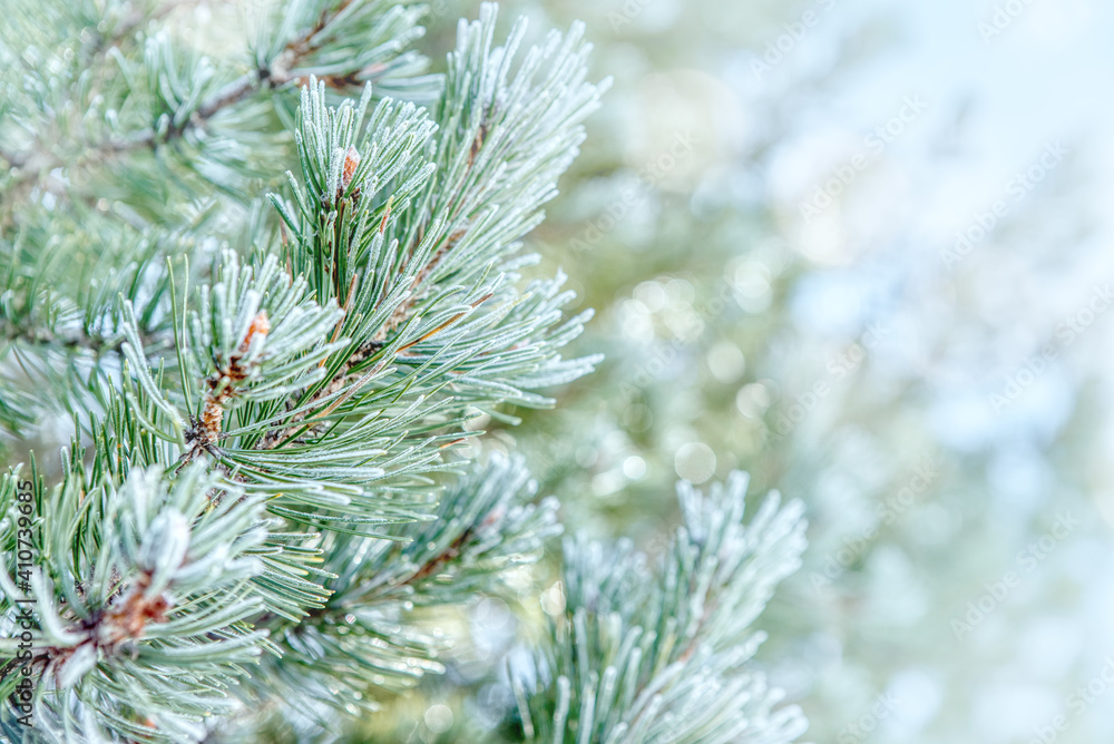 Pine branches in the frost. Winter background with snowy pine tree branches. Beauty in nature