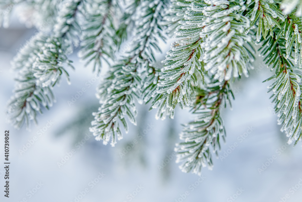 Nature winter background with snowy fir tree branches. Beautiful winter fir branches covered frost close up. Winter Christmas template with copy space for text