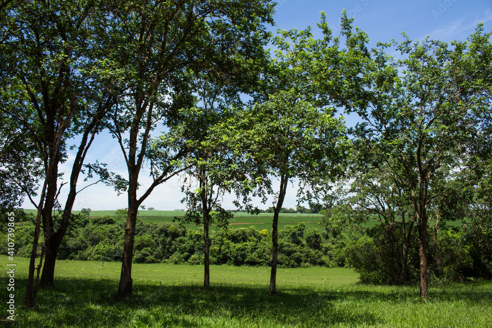 Typical vegetation of the interior of the State of São Paulo; Green pasture with trees