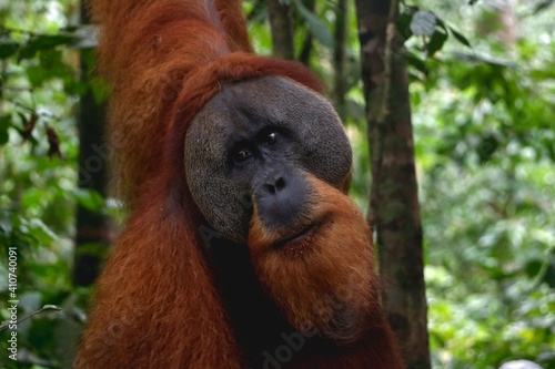 orangutan in Sumatra