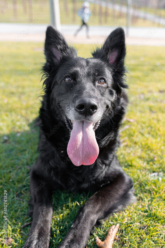 Happy black pretty dog in the park in sunlight with tongue out running in the park Happy black pretty dog in the park in sunlight with tongue out running in the park