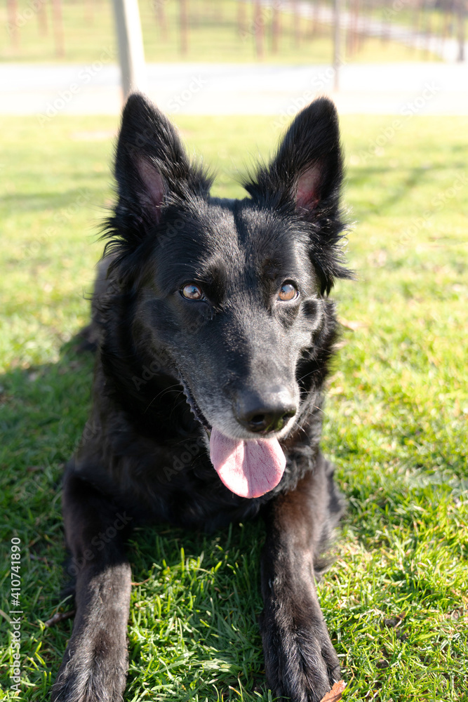Happy black pretty dog in the park in sunlight with tongue out running in the park Happy black pretty dog in the park in sunlight with tongue out running in the park