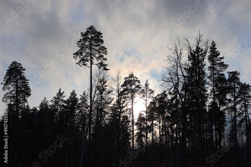 Forest landscape. Silhouettes of trees against the background of the evening sky. Sunset in the forest.