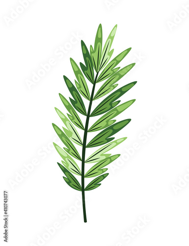 Tropical abstract green isolated leaves. Botanical element for marketing cosmetics spa or beauty care products. Leaf of exotic plant
