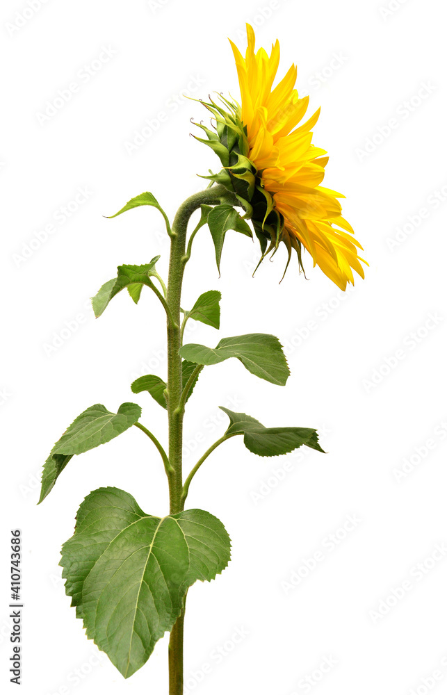 Fototapeta premium Sunflower side view isolated on white background. Yellow flower