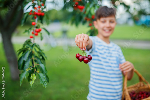 Cute little boy picking cherry in garden