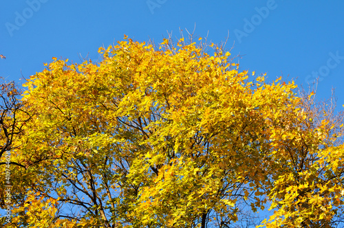 Yellow leaf of autumn maple tree on a background of the sky. Nature landscape