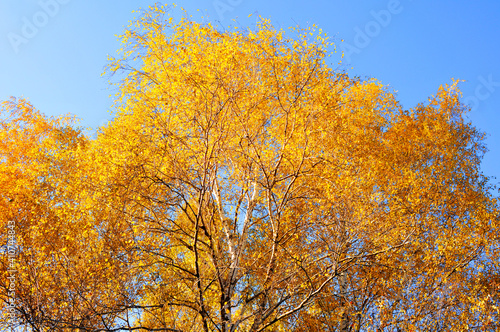 Yellow leaf of autumn poplar tree on a background of the sky. Nature landscape