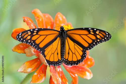 Butterfly 2020-67 / Monarch butterfly (Danaus plexippus)