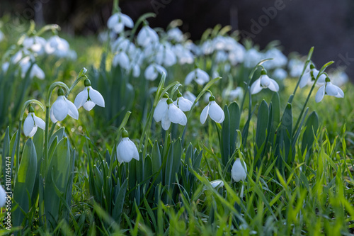 Spring snowdrop flowers nosegay part isolated on white background.macro photo with considerable depth of sharpness.