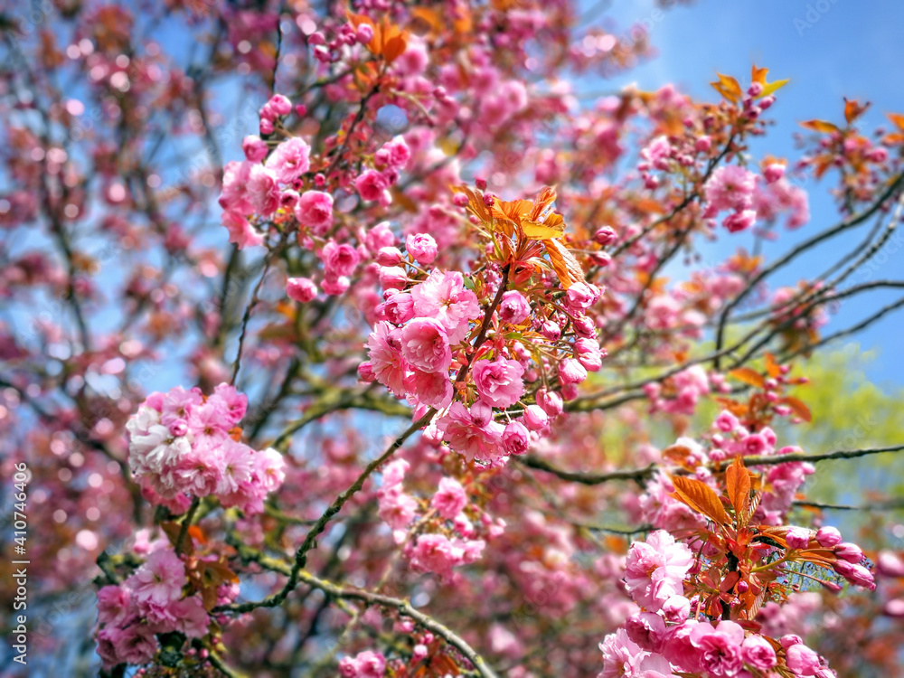 Dense pink cherry blossom on the branches of a tree in spring Dense pink cherry blossom on the branches of a tree in spring