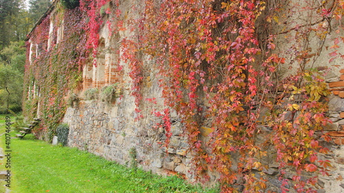 Colorful leaves of Virginia creeper, Victoria creeper, five-leaved ivy, or five-finger (Parthenocissus quinquefolia) on the old building in autumn photo