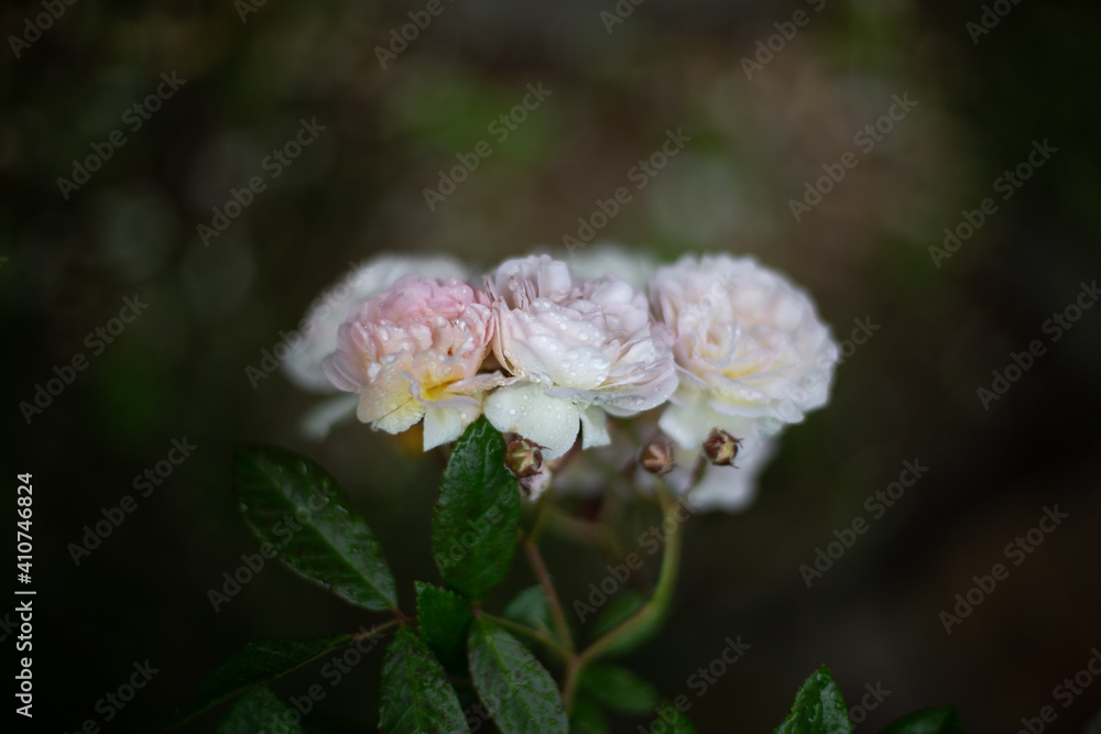 Obraz premium tea rose