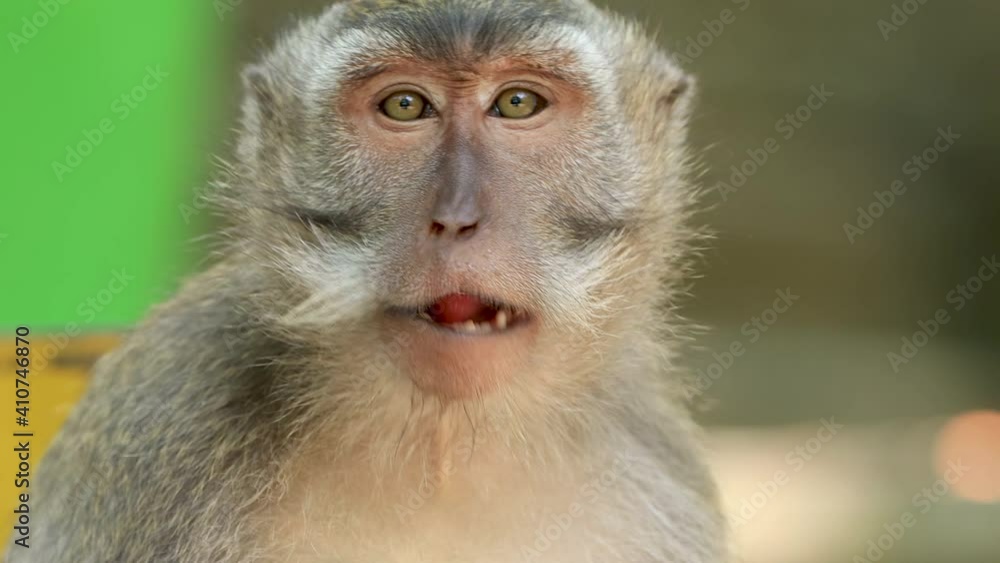 Close-up of a Balinese Long-tailed Macaque (Macaca fascicularis) Monkey feeding Close-up of a Balinese Long-tailed Macaque (Macaca fascicularis) Monkey feeding