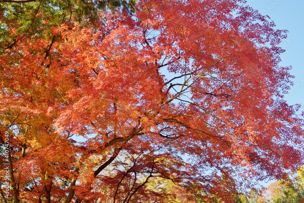 植物園の紅葉