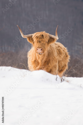 higland cow in winter nature