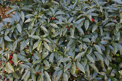 Spotted Japanese laurel leaves and fruits. Aucubaceae evergreen shrub. photo