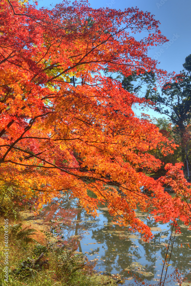 植物園の紅葉