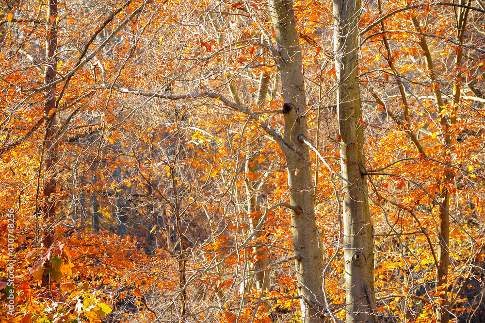 Late autumn afternoon in the forest with almost bare trees Late autumn afternoon in the forest with almost bare trees