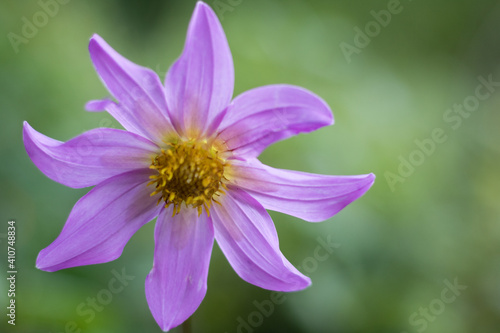 Fotografía de detalle de una flor violeta