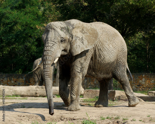 african elephant in the zoo
