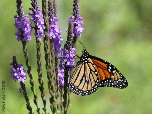 Monarch Butterfly on Wooly Verbena Flowers