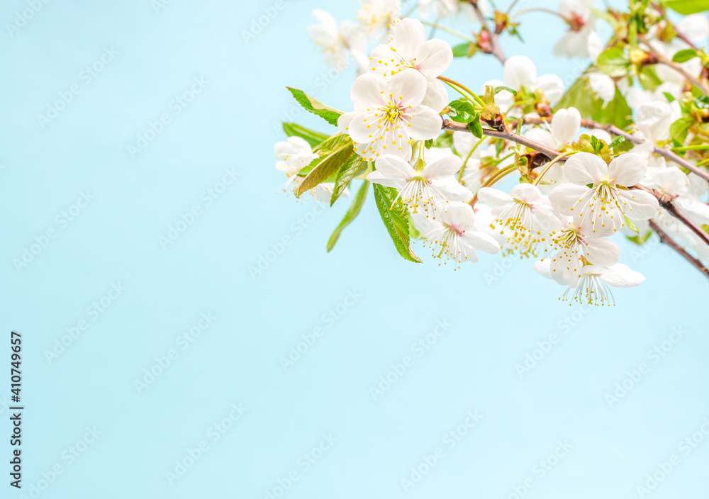 Bouquet of branches of blossoming cherry with white flowers on a blue background