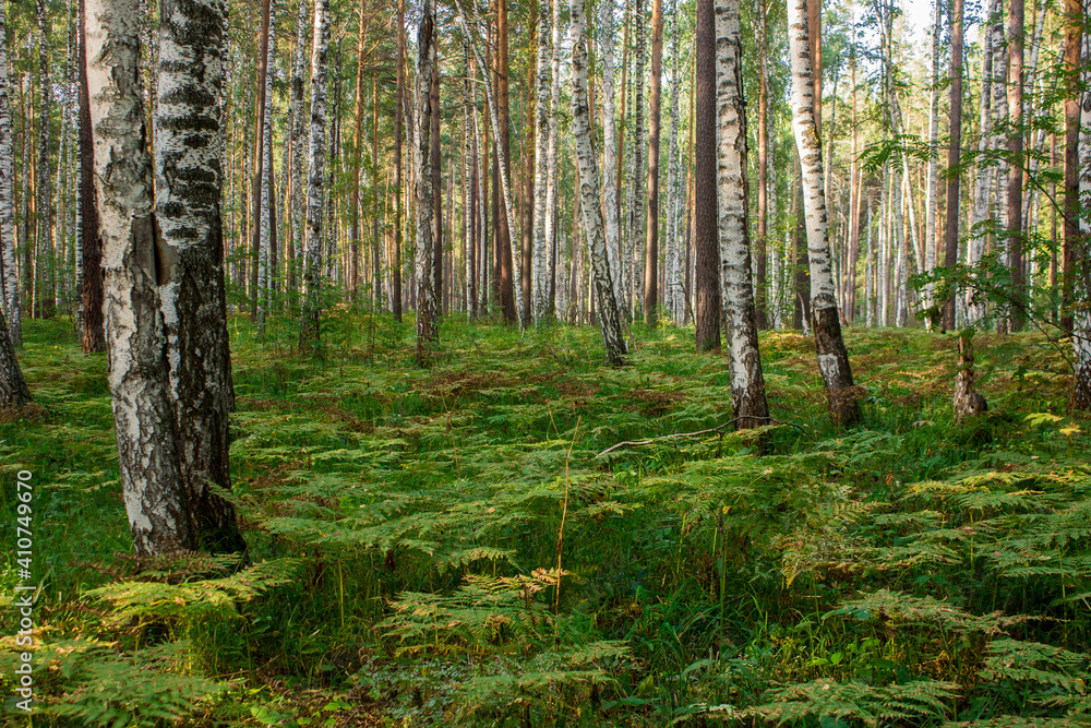 birch forest in the Russia birch forest in the Russia