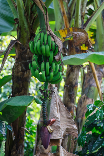 Musa acuminata Colla Edible banana photo